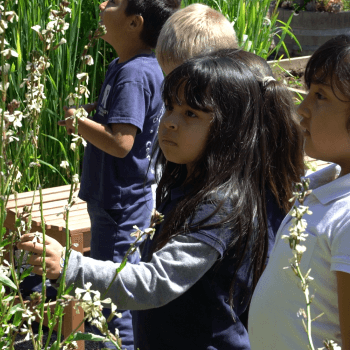 Two young students in white and navy shirts stand next to a garden bed with tall grass looking up at the plants and someone speaking to their left