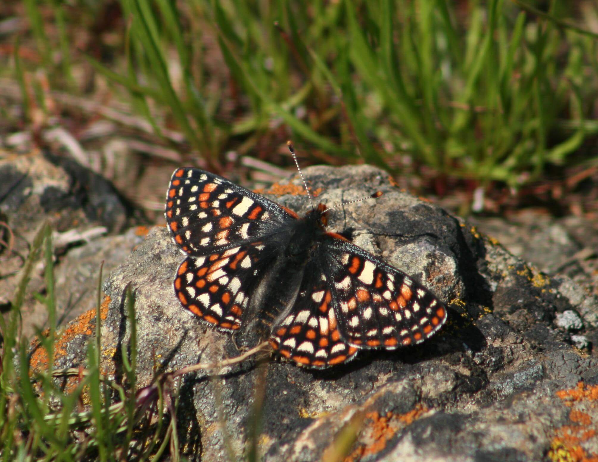 A small butterfly with black, orange, yellow and white checkered spots sits with its wings spread open on a gray rock covered with orange lichen