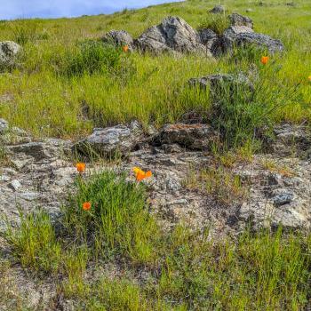 Gray rocks among green grass and orange California poppies on a hillside