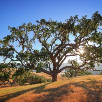 Large oak tree with huge branches covered in green leaves sits on top of a hill covered in golden grass in front of a blue sky and sun that is shining through its branches