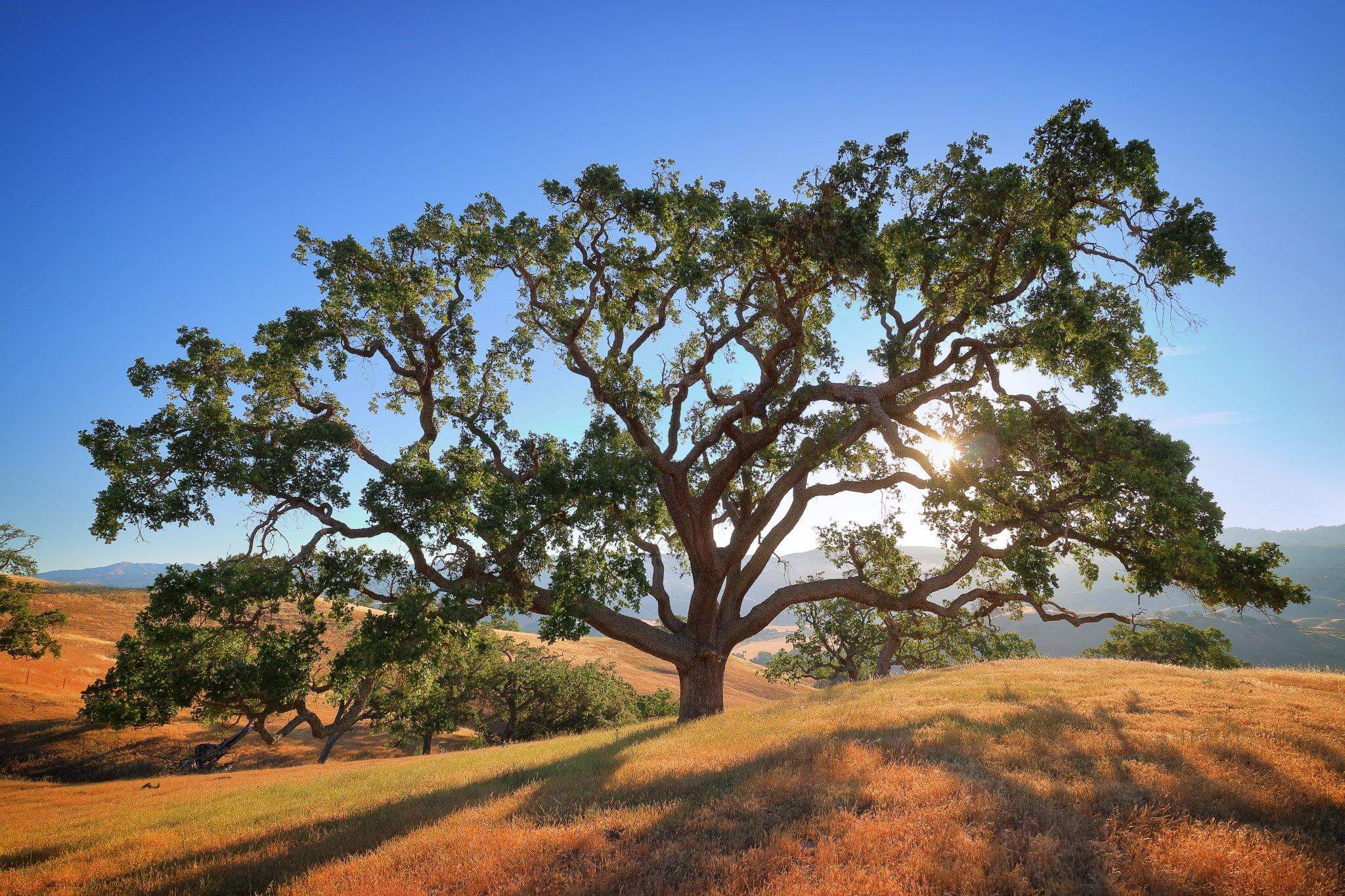 Large oak tree with huge branches covered in green leaves sits on top of a hill covered in golden grass in front of a blue sky and sun that is shining through its branches