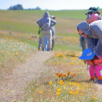 A child wearing pink with a blue hat and her father in gray behind her bend down to look at orange and yellow wildflowers on a dirt trail. Behind them are green hills and other people on the trail