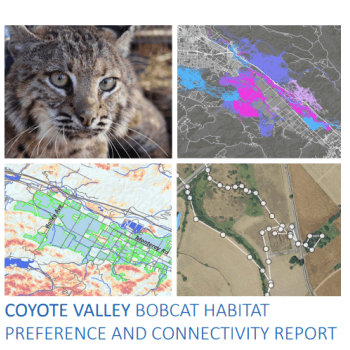 Report cover with the words "Coyote Valley Bobcat Habitat Preference and Connectivity Report" under a collage of maps and a bobcat photo