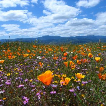 A field of bright orange, yellow, and purple wildflowers with blue mountains far on the horizon and a blue sky above, full of white fluffy clouds