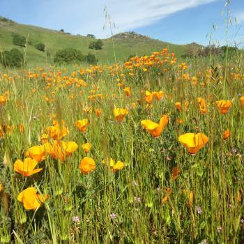 A field of yellow and orange California poppies growing amongst tall grass, with green hills and a blue sky in the background