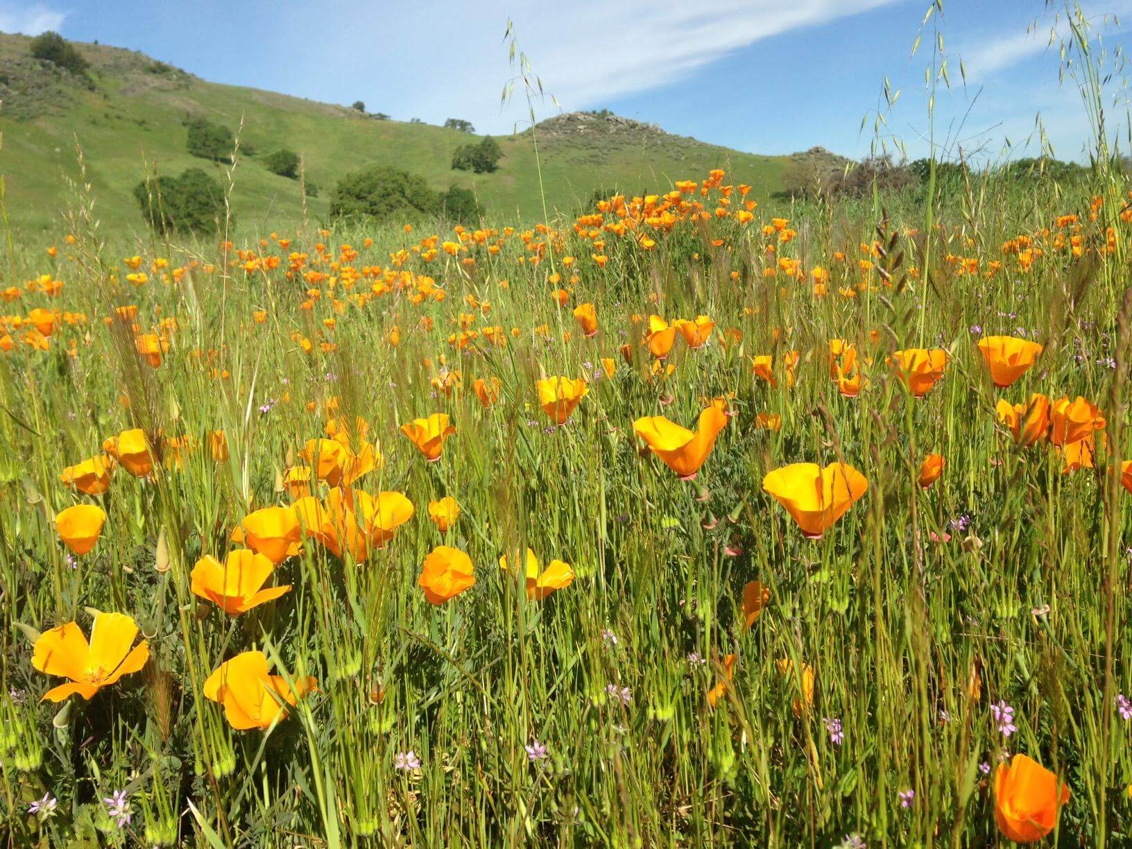 A field of yellow and orange California poppies growing amongst tall grass, with green hills and a blue sky in the background