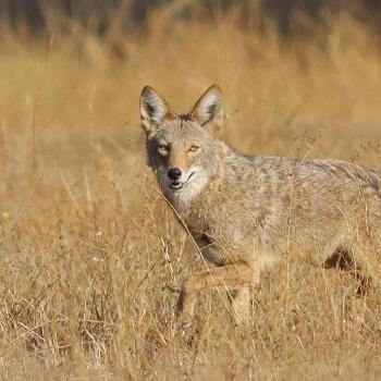 A coyote walking through a field of tall golden grass, turning its head to look at the camera