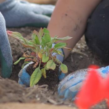 Two pairs of hands wearing gardening gloves planting a small green plant into a hole in the ground. 