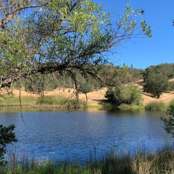 A small blue pond surrounded by reeds, oak trees, and golden hillsides, under a clear blue sky.