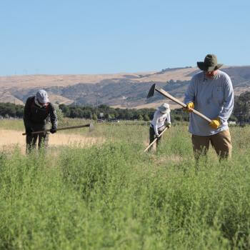 A group of volunteers wearing hats and yellow field gloves work in a field full of tall green invasive plants, holding field hoes to remove the plants