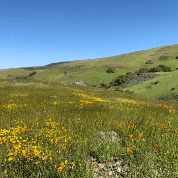 A green grassy hillside with yellow and orange wildflowers, beyond are more green hills under a clear blue sky