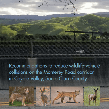 Report cover with blue text that reads "Recommendations to Reduce Wildlife-Vehicle Collisions on the Monterey Road corridor in Coyote Valley, Santa Clara County," over an image of a road with green hills in the background and 4 images of native animals