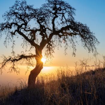 A treeless valley oak tree on a grass hillside in the foreground, backlit by a bright sun peeking around the tree's trunk, rising over a foggy landscape with faint mountains in the distance