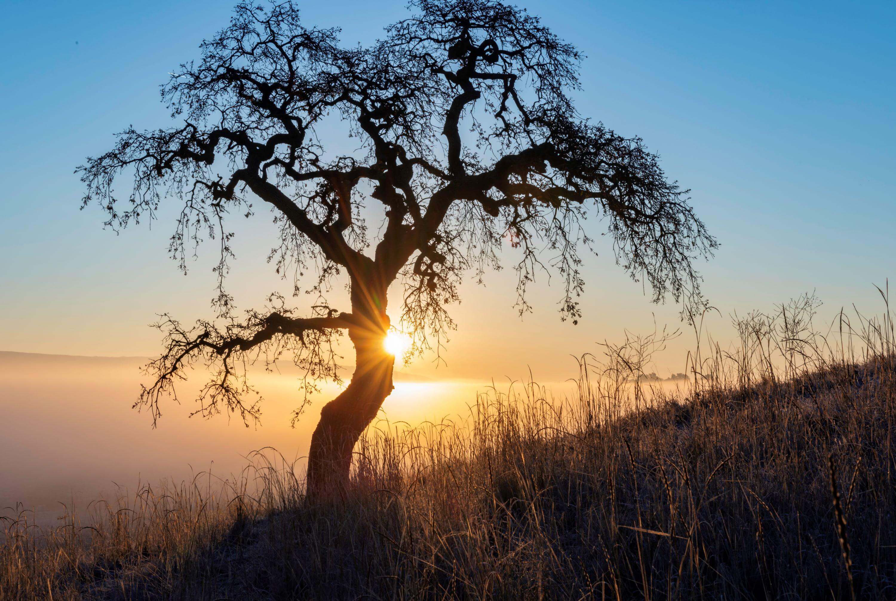 A treeless valley oak tree on a grass hillside in the foreground, backlit by a bright sun peeking around the tree's trunk, rising over a foggy landscape with faint mountains in the distance