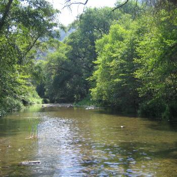 A wide creek flows through a lush forest of leafy green trees, casting shadows on the water's surface