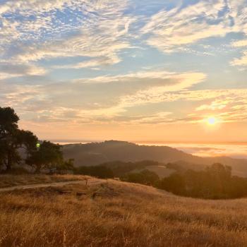 Looking across a golden field with a dark oak tree towards mountains in the distance covered by mist and a sun rising on the horizon with a yellow and blue sky