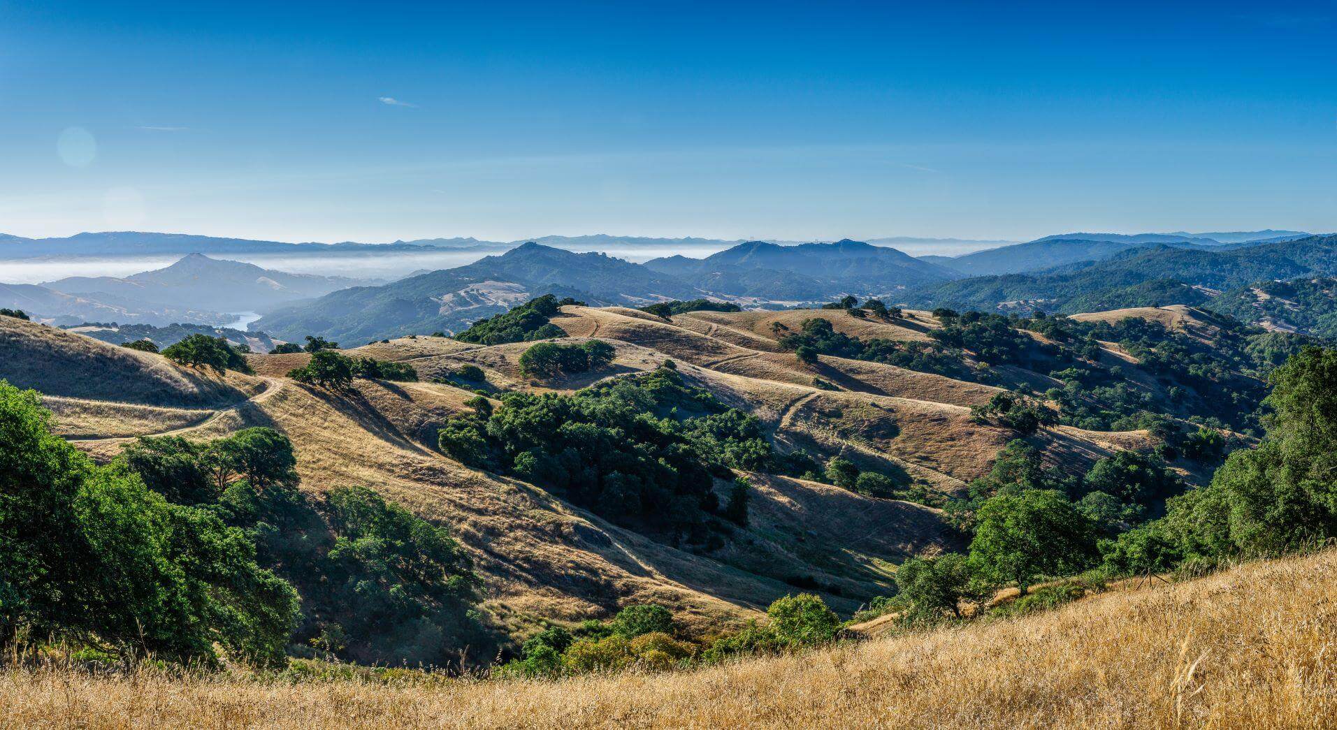 Rolling golden hills covered in dark green trees and crisscrossed with trails, with blue mountains in the distance, under a bright blue sky