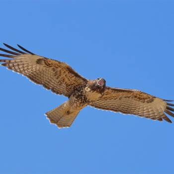A red-tailed hawk flying against a bright blue sky background, with its beak open in a call.
