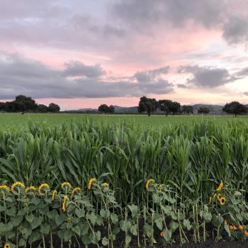 A cornfield full of tall green crops with a row of sunflowers in the foreground, under a pink cloudy sunrise