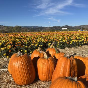 A pile of pumpkins in front of a field of yellow and orange marigold flowers under a blue sky