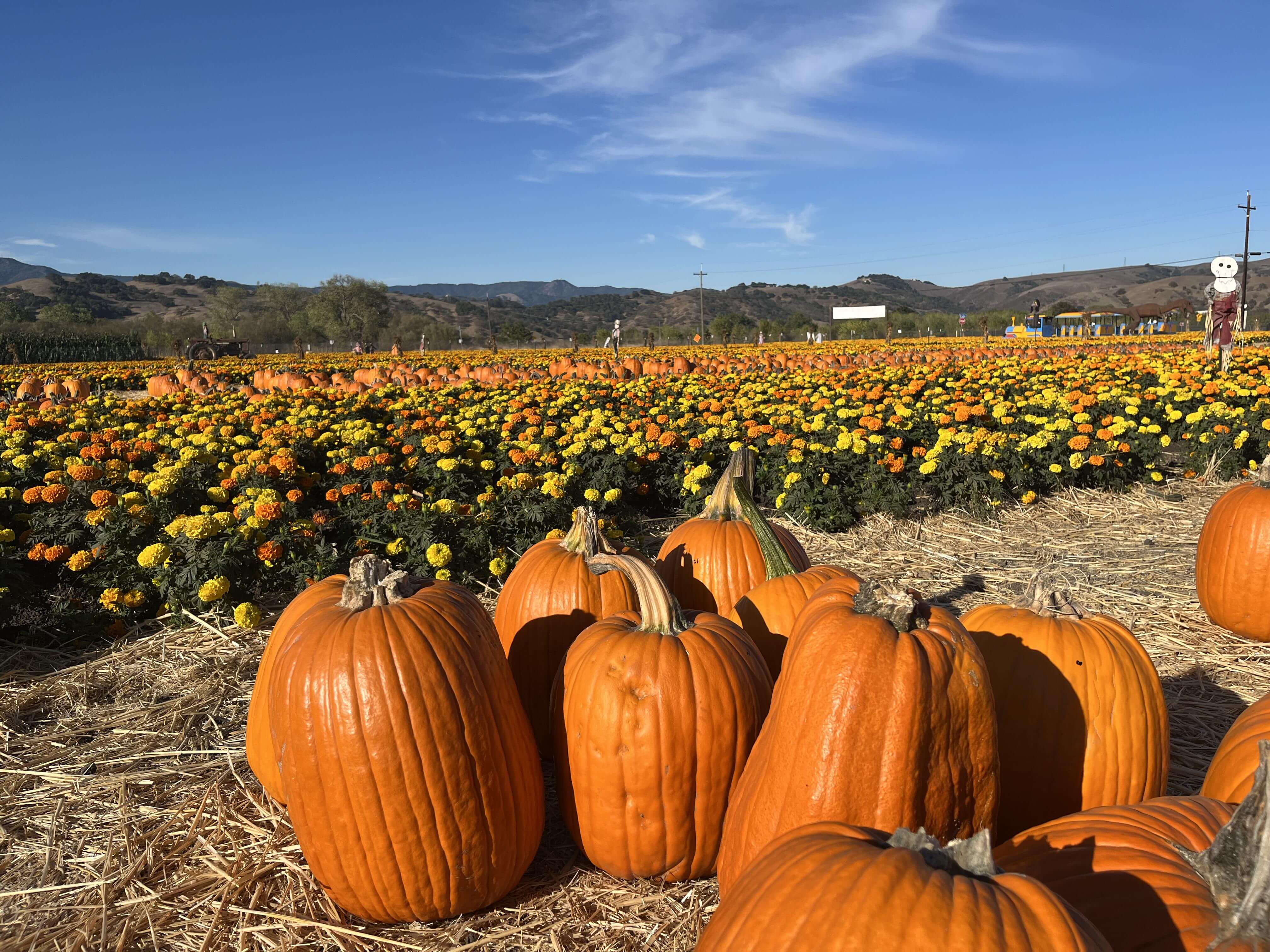 A pile of pumpkins in front of a field of yellow and orange marigold flowers under a blue sky