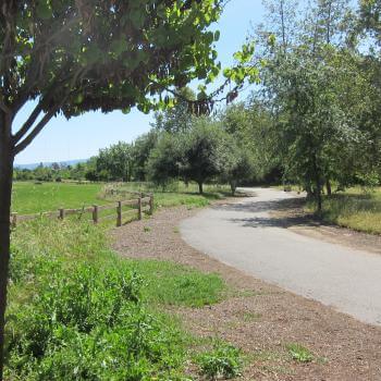 An asphalt trail winds through a park with green grass, a split-rail fence, and smallish trees
