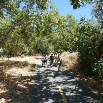 A group of people walks along a paved pathway beneath the dappled shade of sycamore trees, through golden grass