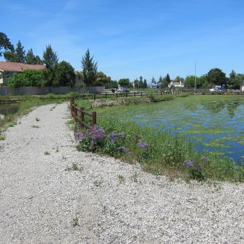 A gravel trail crosses two blue ponds with green water plants, towards trees and newer development housing in the distance