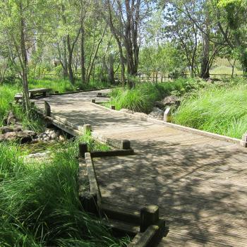 A wooden boardwalk pathway winds through green reeds and plants, under the shade of green, willowy trees