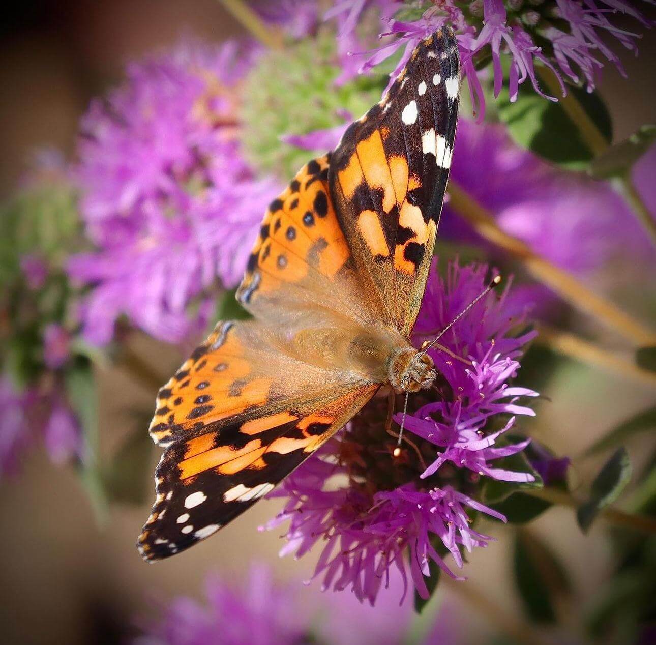 A butterfly sits on a pink flower at Furtado Barn