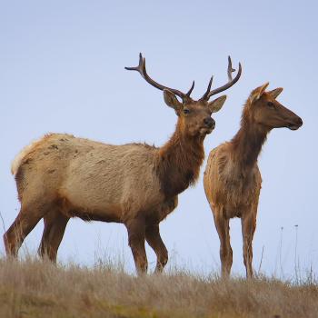 Two tan and brown elk, one with large antlers and one without, stand on a brown grassy slope with a light blue sky behind them