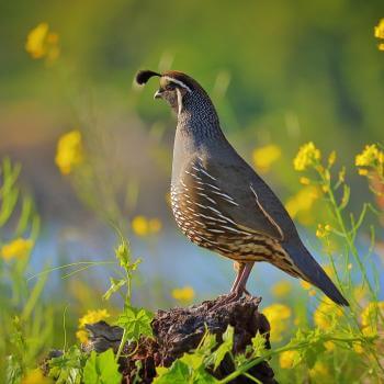 A brown, gray, and tan-colored California quail stands on a rock in profile, surrounded by green plants with yellow flowers