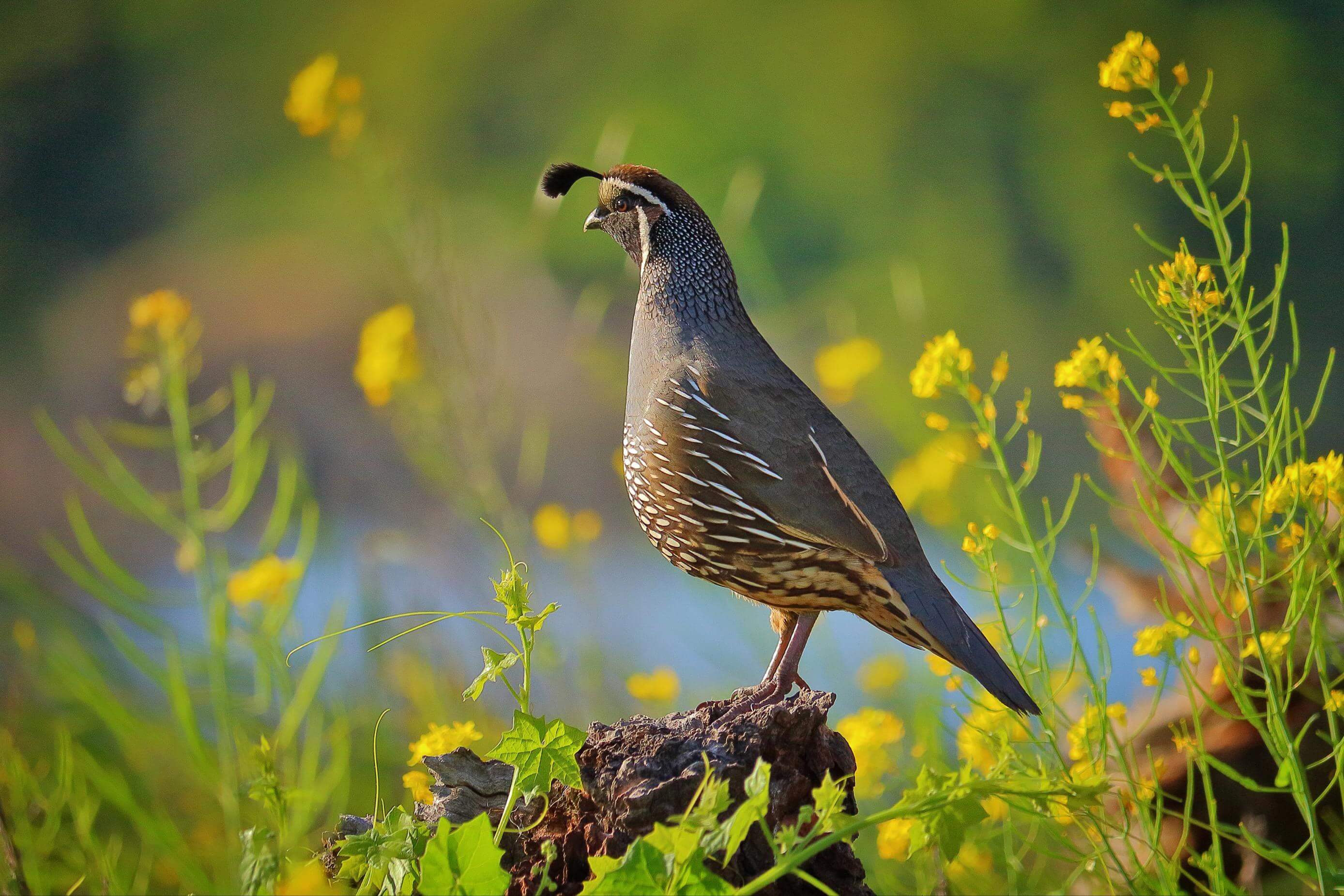 A brown, gray, and tan-colored California quail stands on a rock in profile, surrounded by green plants with yellow flowers