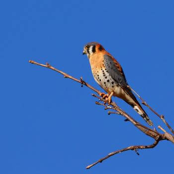 An American kestrel sits atop a branch with a blue sky in the background
