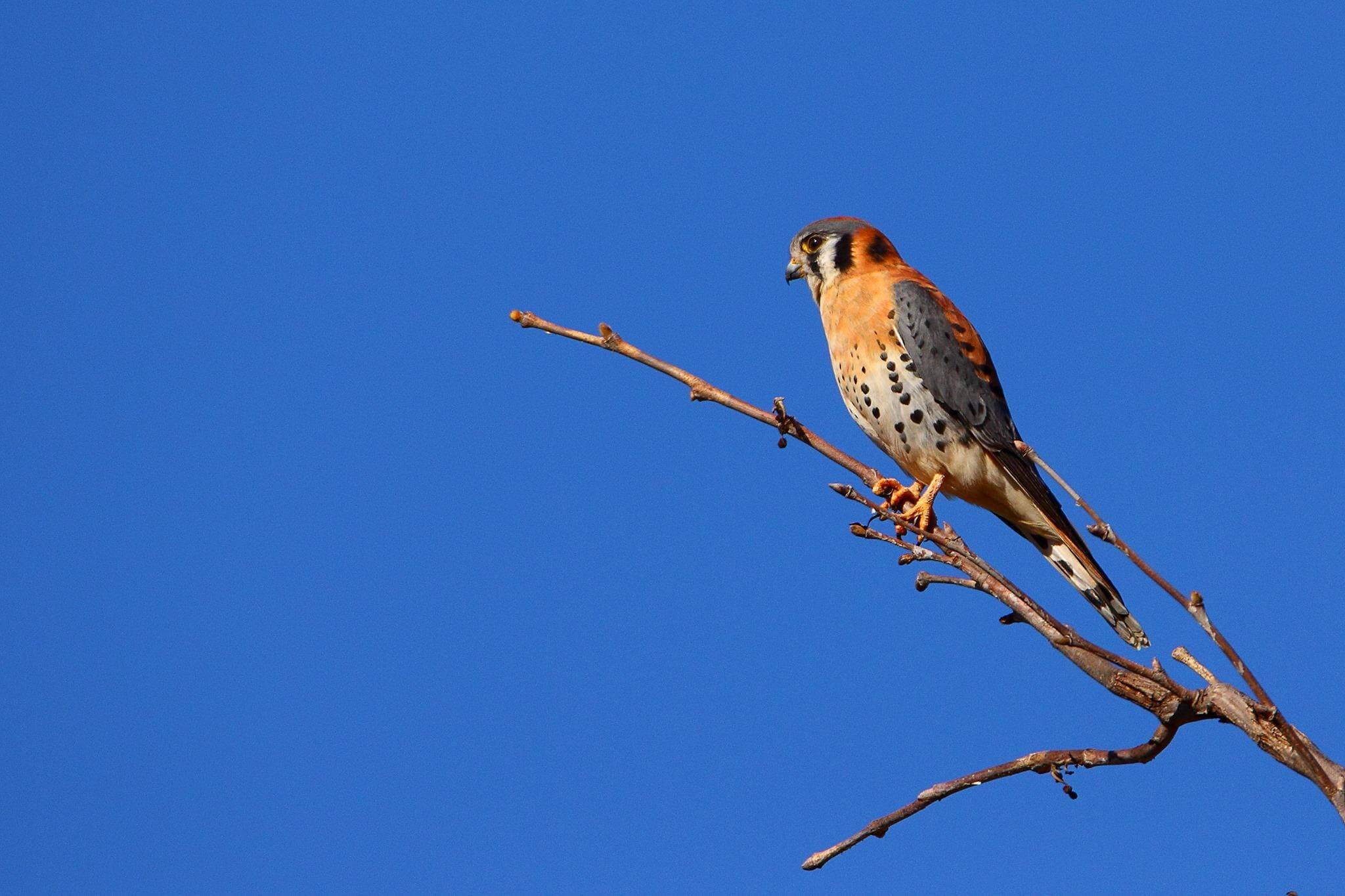 An American kestrel sits atop a branch with a blue sky in the background