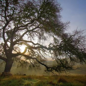 A large tree in front of a misty landscape with a sun rising over hills