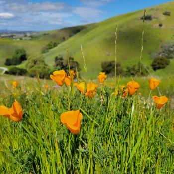 A clump of bright orange California poppies growing in green grass on a hillside with more green hills behind