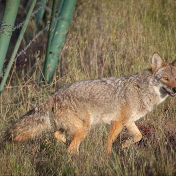 A Coyote trots through grass in the sunshine