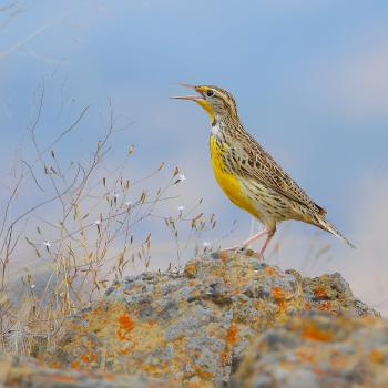 A songbird with a yellow chest and brown and white spotted back stands on a short rock with its beak open in song, in front of an out-of-focus blue background