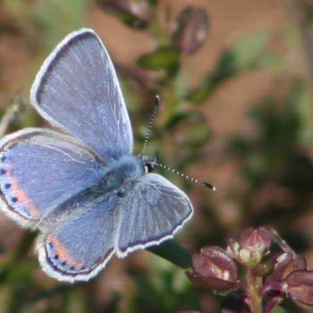 A blue butterfly. There is a stripe of pink on its bottom wings lined with small black dots.