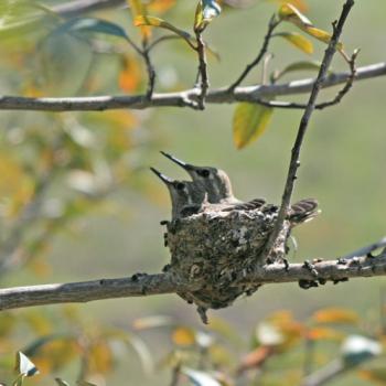 A pair of grayish green hummingbirds sit in a tiny nest on a thin tree branch with light green leaves, with their heads popping up and looking towards the left