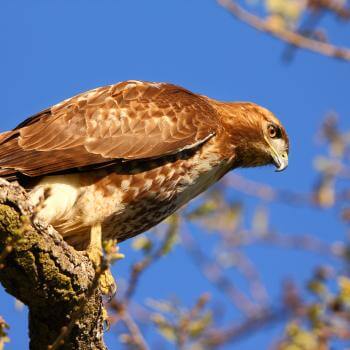 A Red tailed hawk sits on the branch of a tree looking downward
