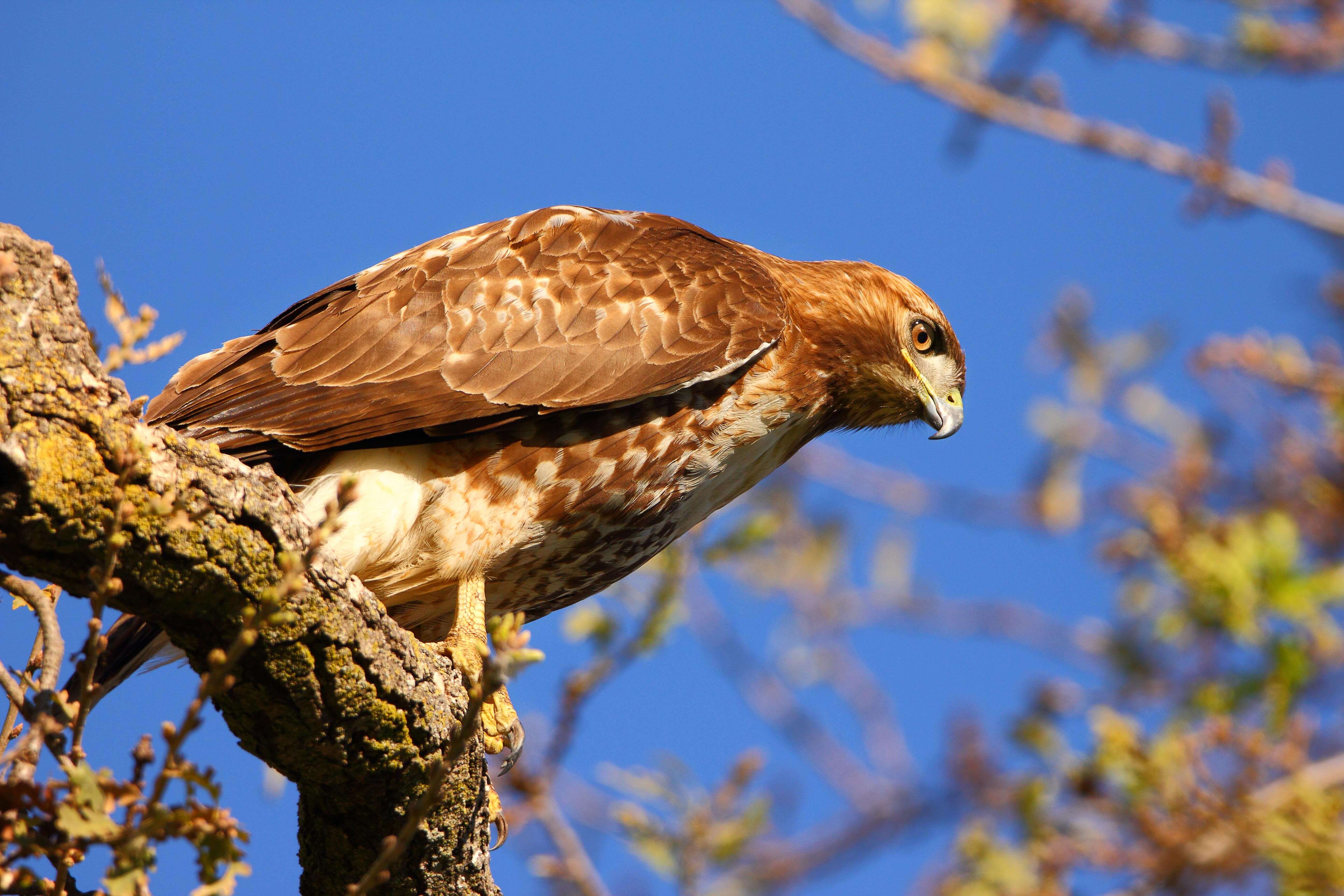 A Red tailed hawk sits on the branch of a tree looking downward