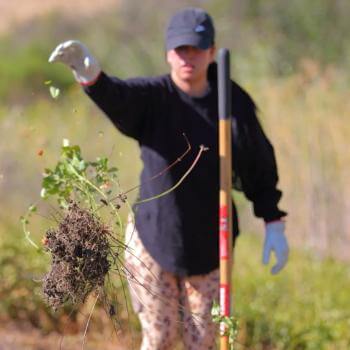A Land Steward throws an invasive plant to the wayside