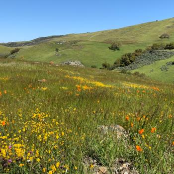 A green hill full of wildflowers with a blue sky in the background