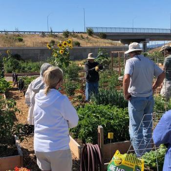 A group of individuals stand around a community garden
