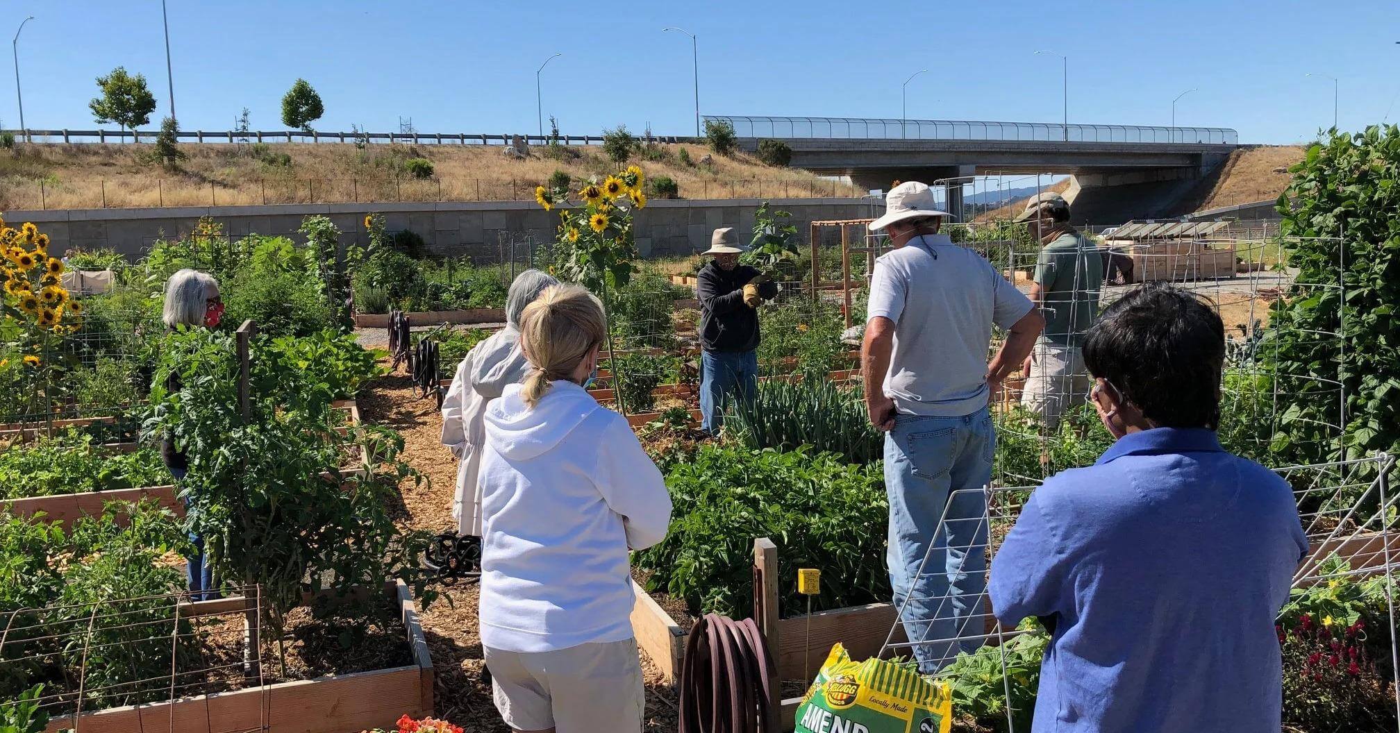 A group of individuals stand around a community garden