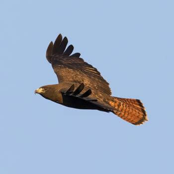 A Red tailed hawk spreads its wings as it soars through a blue sky