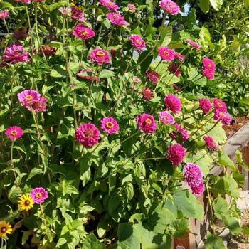 Garden beds full of blooming yellow and pink flowers