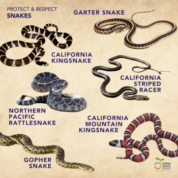 Infographic about snakes